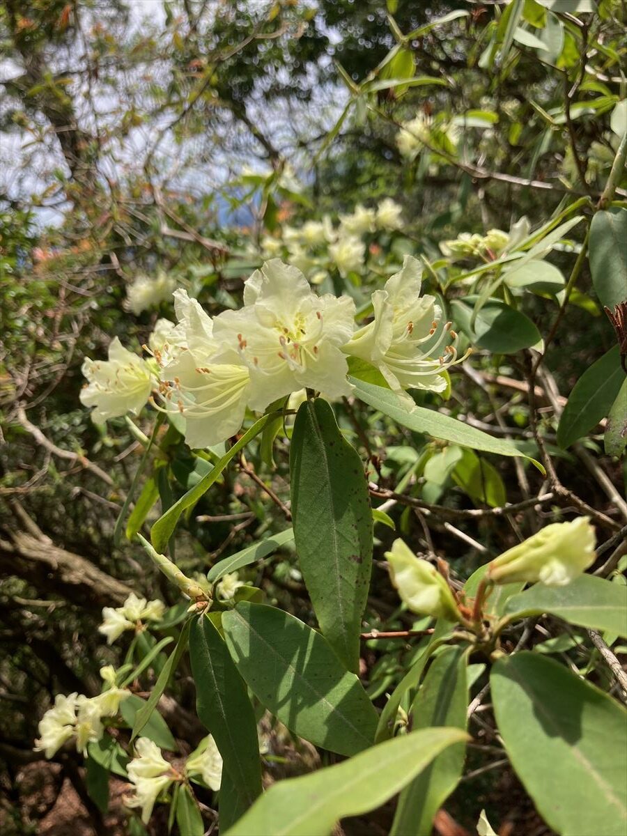 ヒカゲツツジ が咲きました 松阪市森林公園